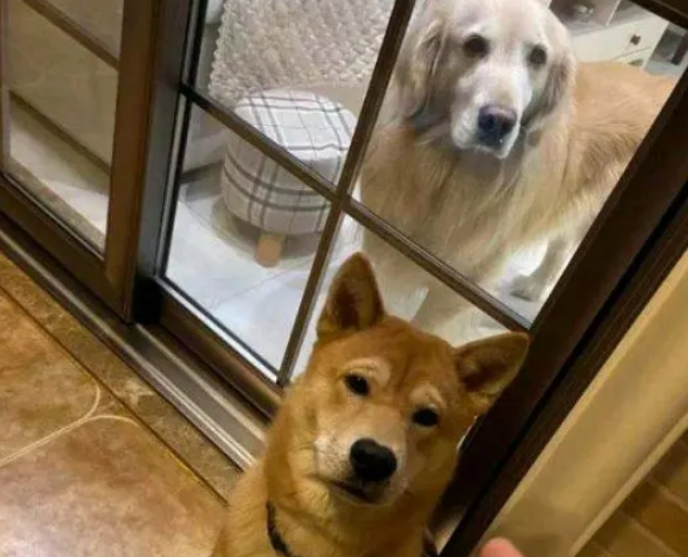 柴犬犯错金毛还包庇,一怒之下把它关起来了,柴犬主动认错 柴犬犯错金毛还包庇,一怒之下把它关起来了,柴犬主动认错