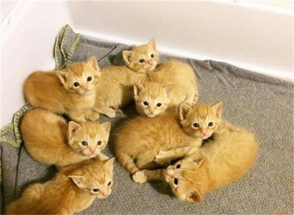 猫一年能下几窝小猫