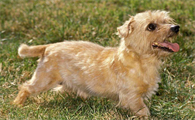 诺福克梗犬优缺点