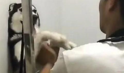 主人带哈士奇去宠物店洗澡，洗完澡后，老板说：以后别来了吧！