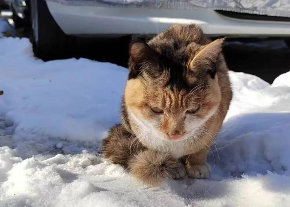 校园流浪猫被粘鼠板粘住,获救后又发现腿里有节断骨,学生们做法太暖! 校园流浪猫被粘鼠板粘住,获救后又发现腿里有节断骨,学生们做法太暖!