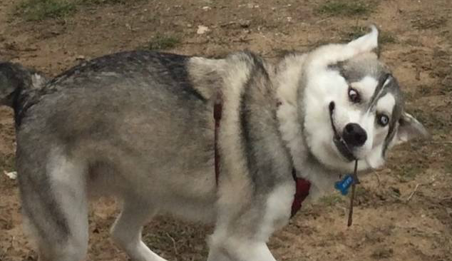 猎狐犬雷克斯读后感