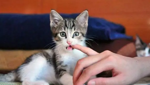 向小猫示好的叫声