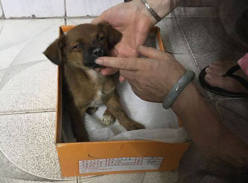 门口的礼品盒里有只狗狗,正在疑惑时男友出现了 门口的礼品盒里有只狗狗,正在疑惑时男友出现了