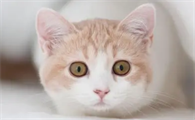 母猫产后粘人行为