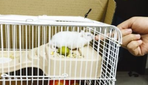 仓鼠咬伤后要注射狂犬疫苗吗？福州多名孩子被仓鼠咬伤