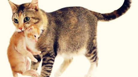 母猫咬小猫是为什么