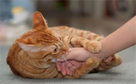 梦见猫缠着我是什么预兆