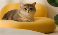 躺岛猫肚皮枕怎么样