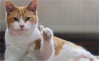 母猫刚生完小猫吃什么下奶