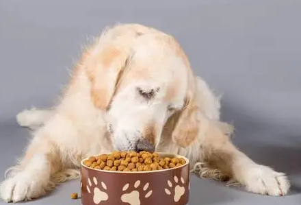 狗能不能吃猫粮
