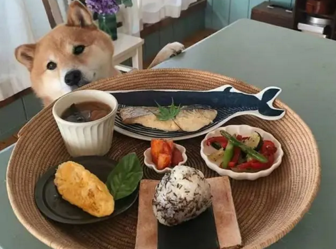 美食家养的柴犬就是不一样,看看这圆嘟嘟的胖脸:人不如狗啊 美食家养的柴犬就是不一样,看看这圆嘟嘟的胖脸:人不如狗啊
