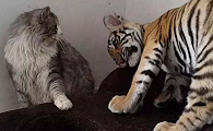 猫与老虎的区别