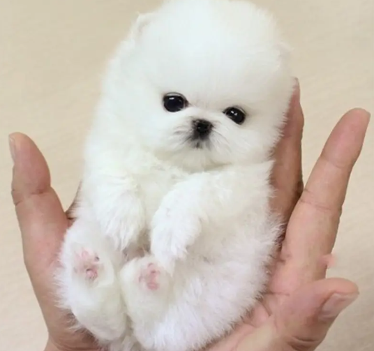 袖珍犬品种大全及图片