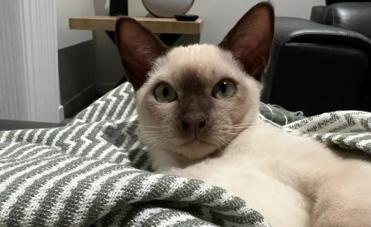 东奇尼猫守护神常见吗