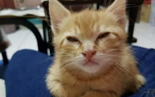 橘猫眼睑内翻成眯眯眼，被弃街头胆小要抱抱，猫姐姐寸步不离守护