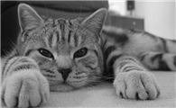 猫抑郁的表现有哪些症状