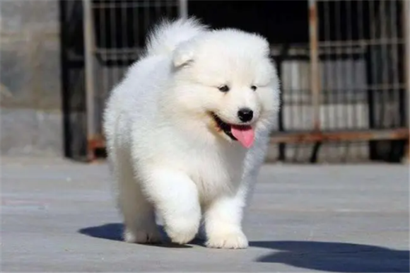 摩撒耶犬多少钱一只