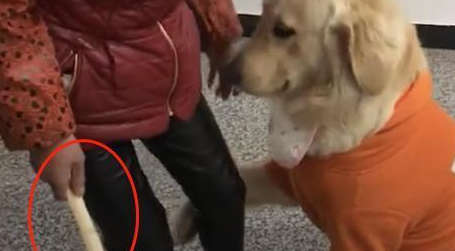 金毛咬伤邻居家的鸭被抽打,一把压住奶奶的手 金毛咬伤邻居家的鸭被抽打,一把压住奶奶的手