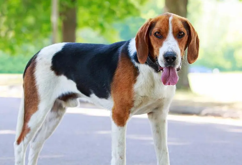 美国猎狐犬智商排名 美国猎狐犬智商排名