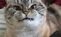 为什么打猫咪特别过瘾