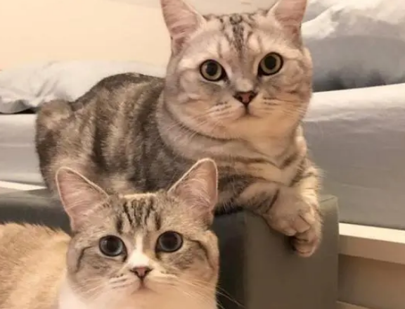 喂不熟的猫想给他打死