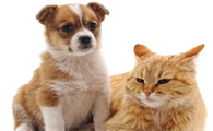 狗为何比猫更亲近人