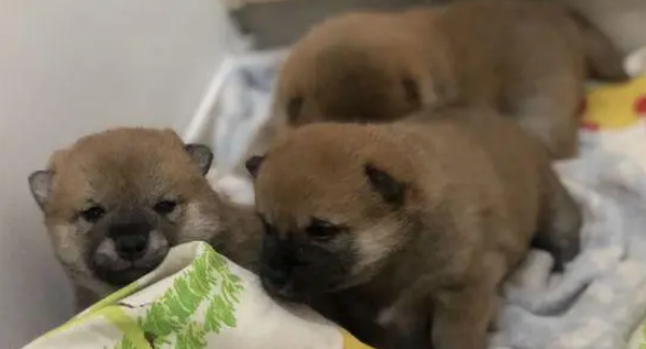 刚刚满月的柴犬,一天一个样,它们真是太可爱了! 刚刚满月的柴犬,一天一个样,它们真是太可爱了!