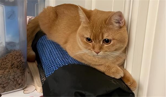 为什么小猫就像小孩子一样