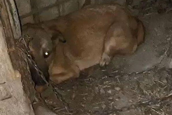 怀孕的4岁母狗,一生都被拴在后院,老奶奶:求求你帮忙照顾狗狗 怀孕的4岁母狗,一生都被拴在后院,老奶奶:求求你帮忙照顾狗狗
