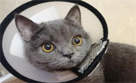 猫做完绝育手术几天可以摘脖圈