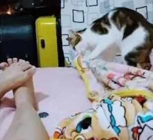 猫咪和主人睡觉,却每天都和主人抢被子,主人:给我留一半啊 猫咪和主人睡觉,却每天都和主人抢被子,主人:给我留一半啊