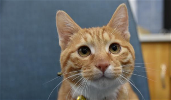 猫一胎生一个有说法吗 猫一胎生一个有说法吗