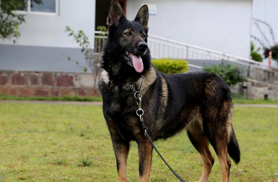 中国昆明犬是狼狗吗