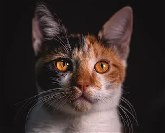 猫咪淘气惊人！他们做过哪些让你崩溃的行为？