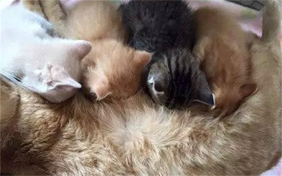 猫一胎通常生几个 猫一胎通常生几个