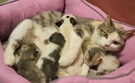 母猫生出来死胎没有毛