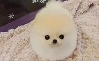绣球犬是什么狗长啥样