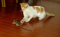 没胡子的猫能抓老鼠吗