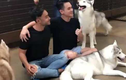 哈士奇不仅不犯二,还知道摆造型拍照,网友直呼太萌太可爱 哈士奇不仅不犯二,还知道摆造型拍照,网友直呼太萌太可爱