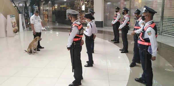 流浪狗赖在商场“葛优瘫”,经理决定让它全家都留下来打工... 流浪狗赖在商场“葛优瘫”,经理决定让它全家都留下来打工...