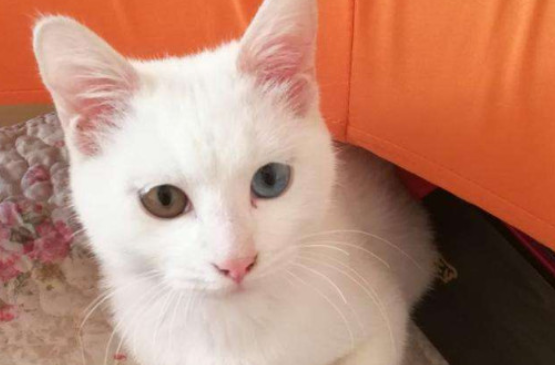 为什么纯白的猫不能养