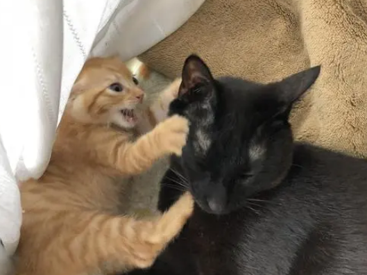 带回一只小橘猫，主人担心小猫被欺负，结果两只大猫把它当孩子