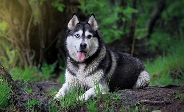 因纽特犬是哈士奇吗 因纽特犬是哈士奇吗