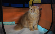 印星猫吉利吗值得养吗