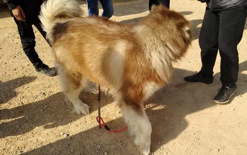 狗市:蹲守一早上的商贩将阿拉斯加犬,降价700元出售! 狗市:蹲守一早上的商贩将阿拉斯加犬,降价700元出售!