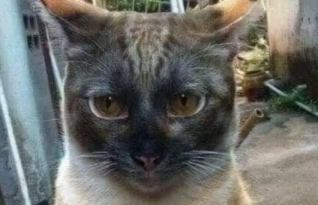橘猫一觉醒来脸“黑”了,秒变暹罗身价暴涨几十倍,网友:真绝了 橘猫一觉醒来脸“黑”了,秒变暹罗身价暴涨几十倍,网友:真绝了
