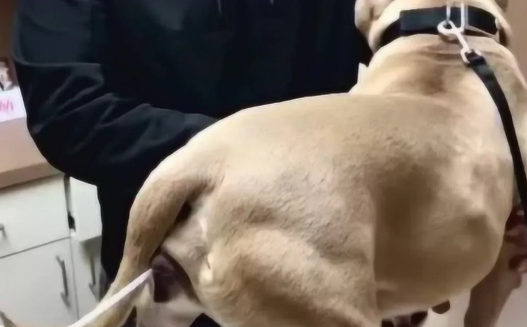 犬的人工授精技术 犬的人工授精技术