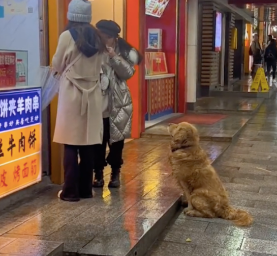 金毛走丢后找不到主人,饿着肚子蹲坐在店门口 金毛走丢后找不到主人,饿着肚子蹲坐在店门口