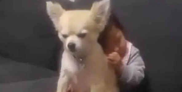 宝宝打瞌睡即将要摔倒,狗狗发现后作出的反应,令人暖哭 宝宝打瞌睡即将要摔倒,狗狗发现后作出的反应,令人暖哭